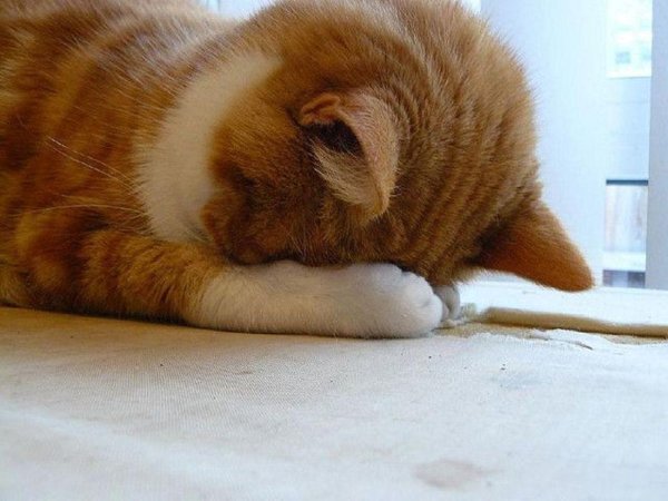 котику стыдно