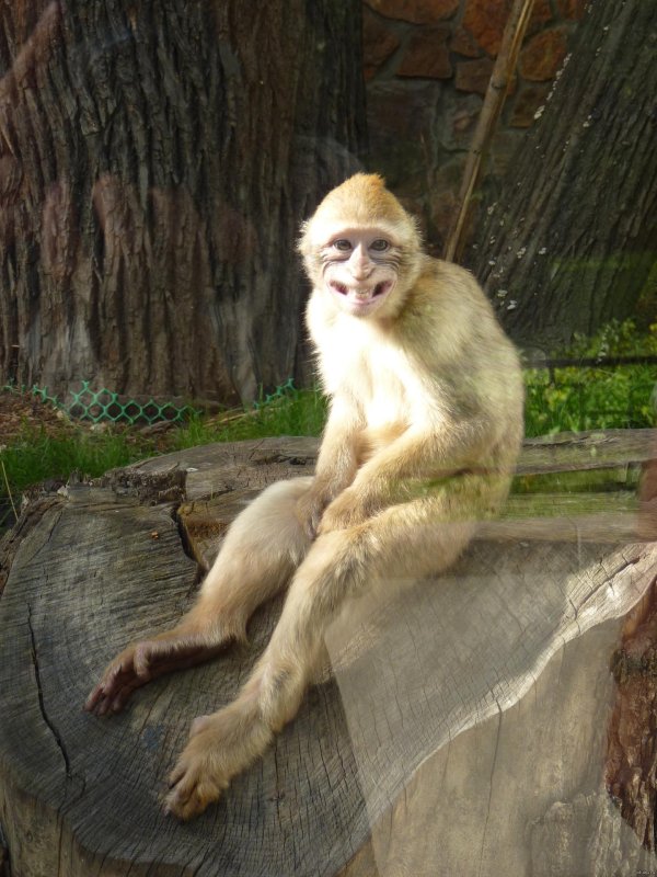 обезьяна смешна