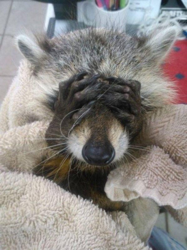 енот полоскун