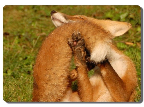 смешные лисы