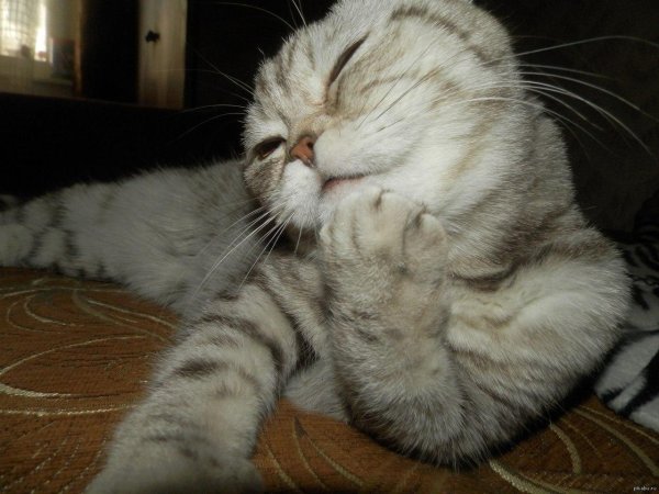 смущенный котик