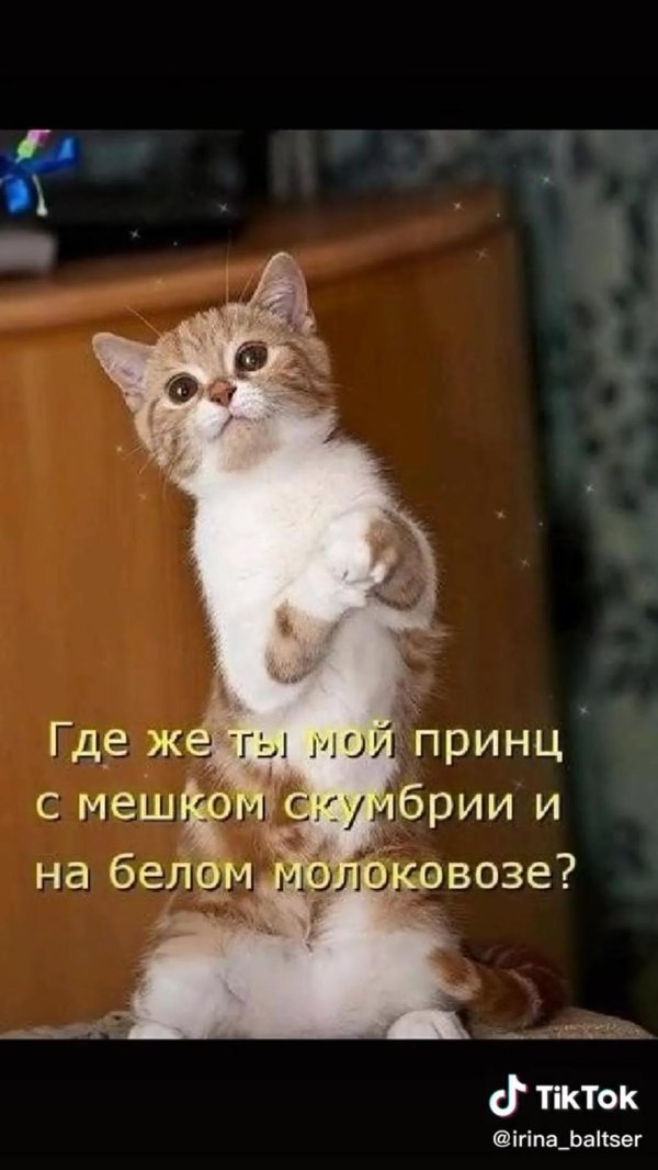 про котиков