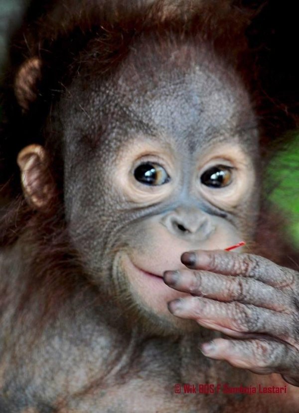 детеныш орангутанга