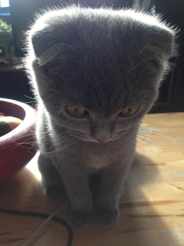 шотландская вислоухая котенок