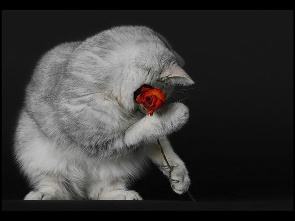 котенок с розой