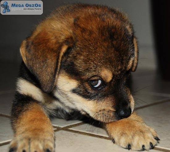 дворняга маленькая