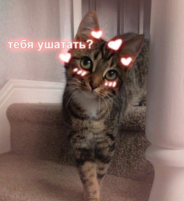 прикольная кошка