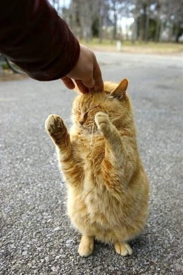 милые котики смешные