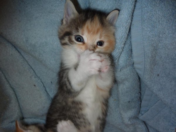 котенок стесняется