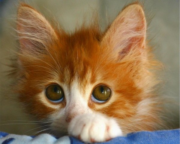 рыжие котята