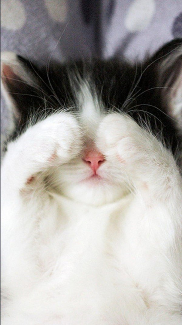 милые котенок