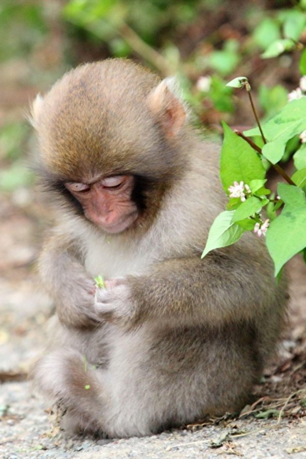 японские макаки