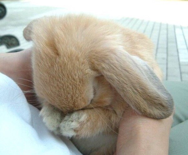 заяц плачет