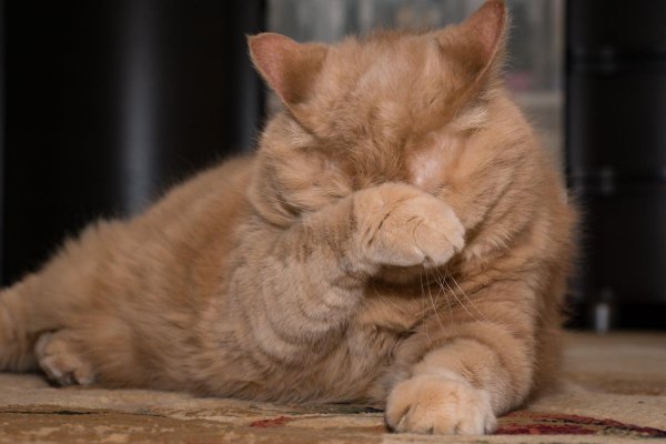 рыжие котики