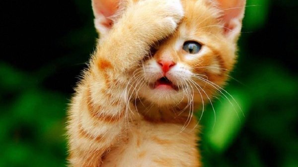 рыжие котята