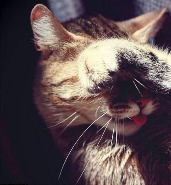 кот закрыл глаза