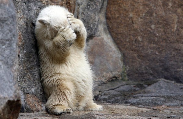 обиженный мишка