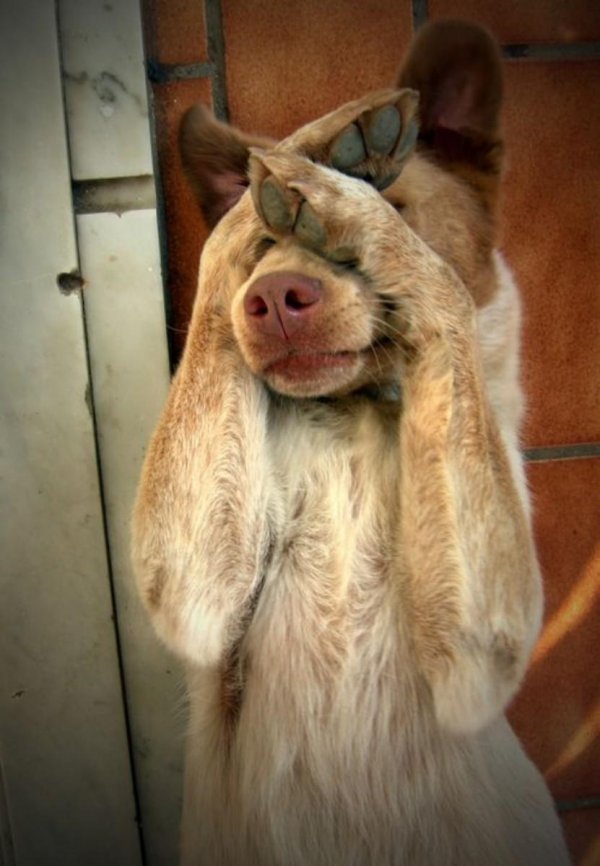 собака счастливая