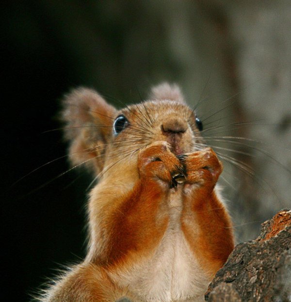 прикольные белки