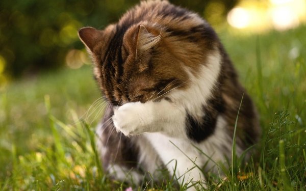 котику стыдно