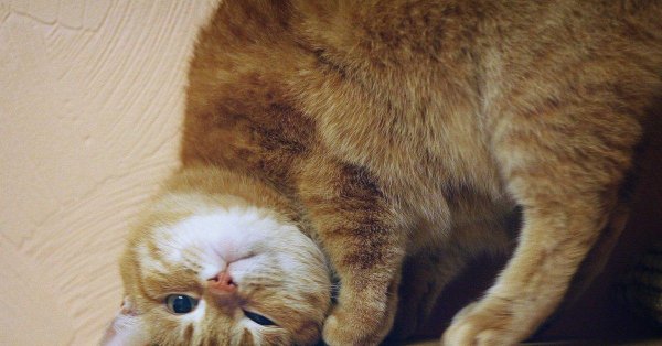 забавные кошки