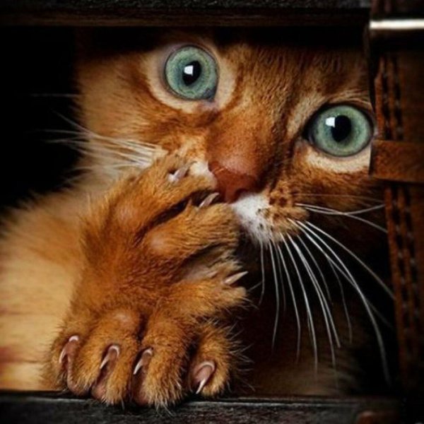 испуганные коты