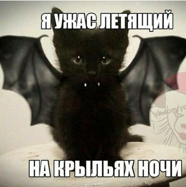 кот вампир