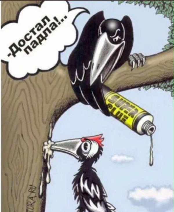 дятел стучит