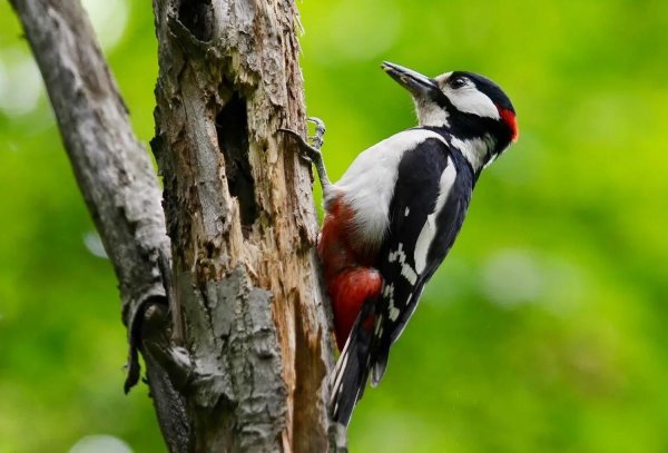 краснохвостый дятел