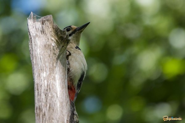 пестрые дятлы