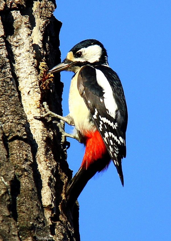 красноголовый дятел