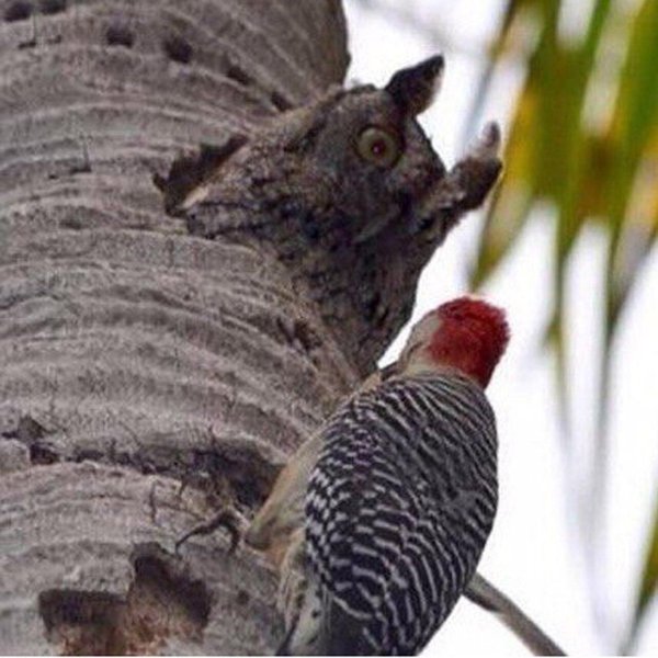 дупло дятла