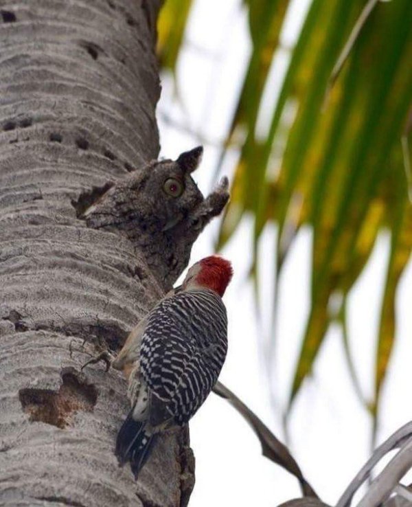 дупло дятла