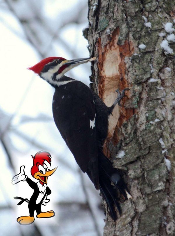 королевская желна дятел