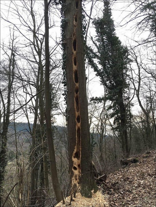 подолбы дятлов