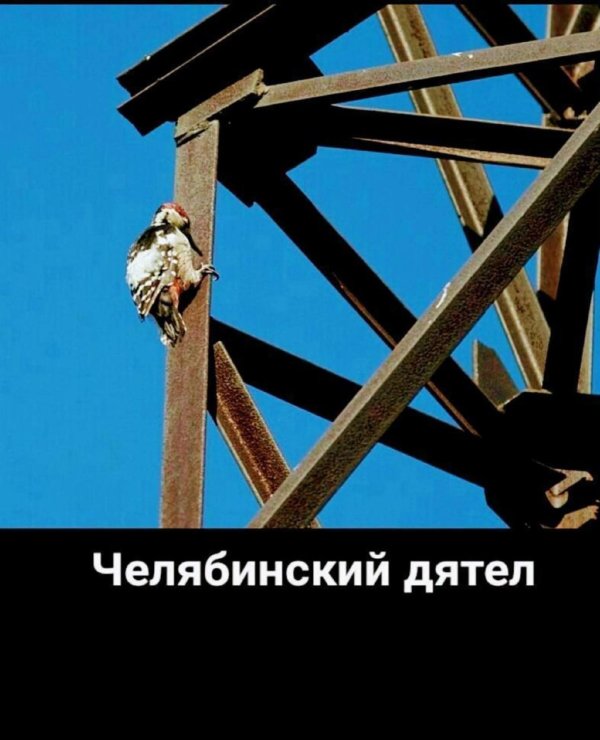 челябинские дятлы