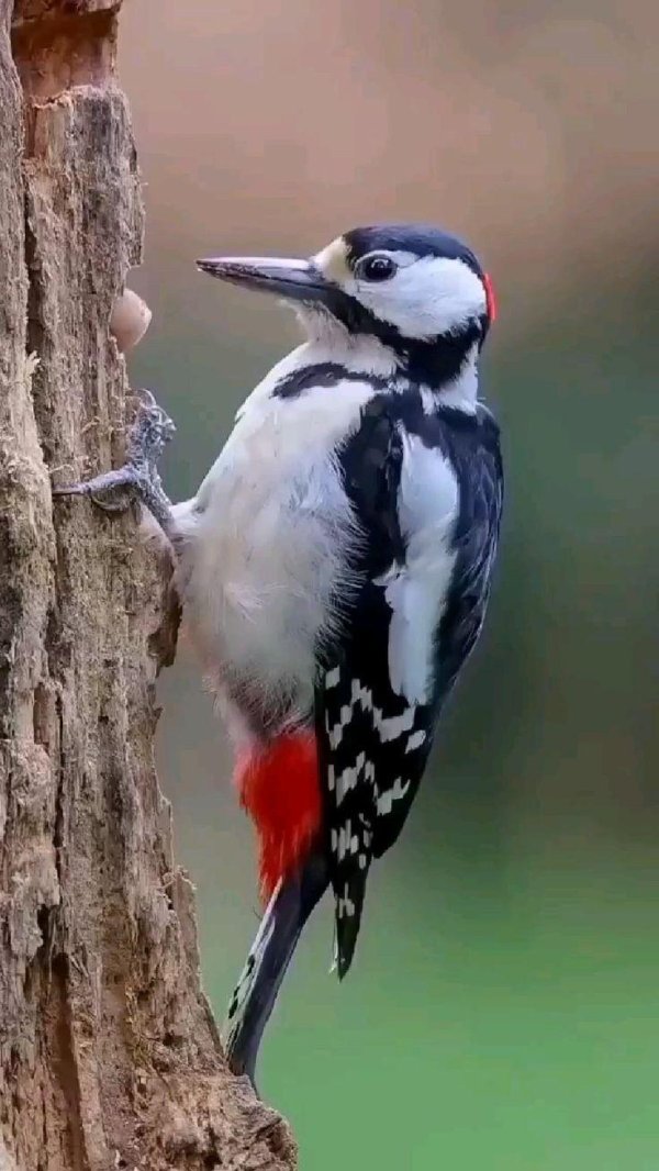 лесные птицы дятел