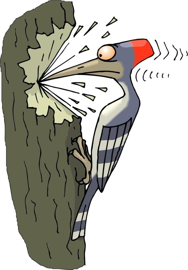 дятел рисунки