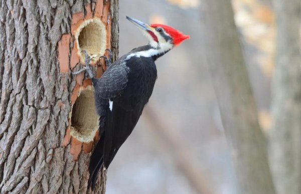королевская желна дятел