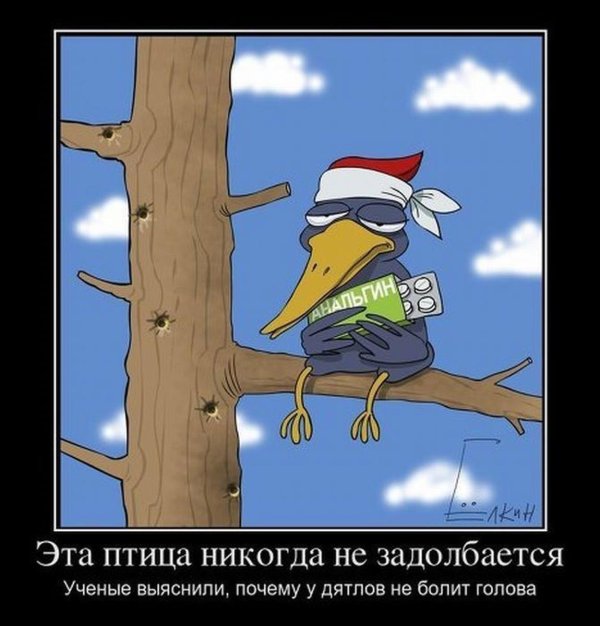 дятел прикол