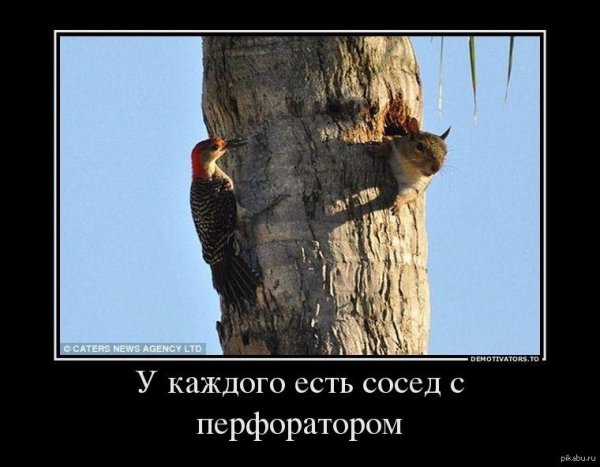 сосед с перфоратором