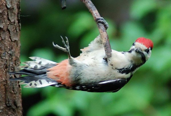 краснохвостый дятел