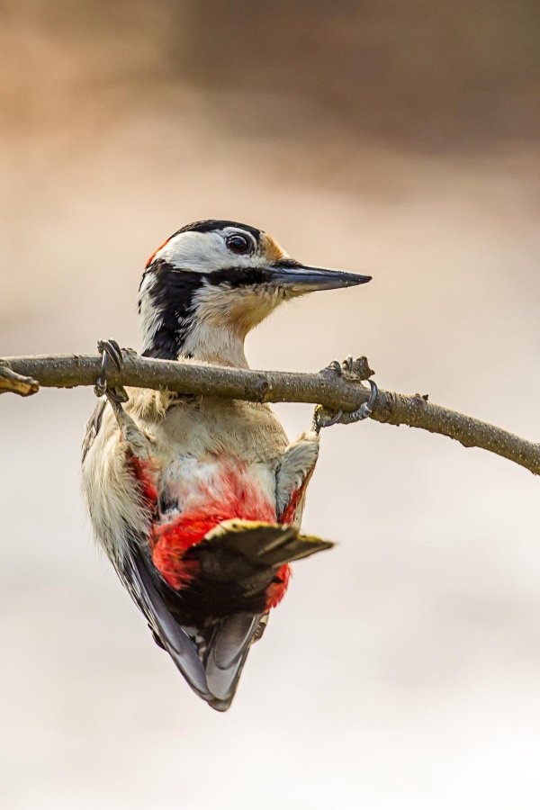 пестрые дятлы