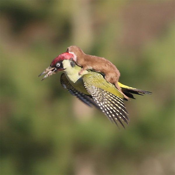 ласка на дятле