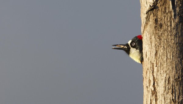 рыжебрюхий дятел