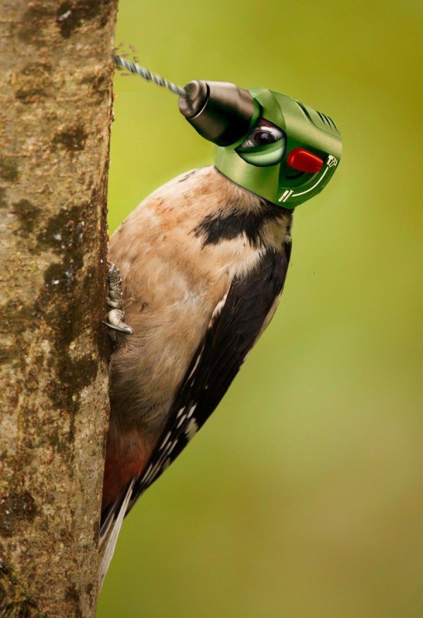 дятел красношапочник