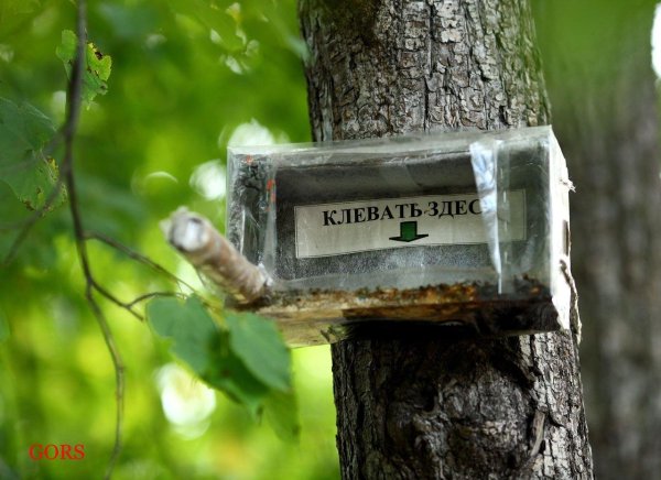 кормушка прикол