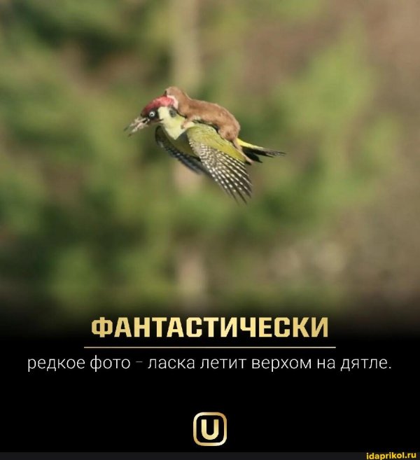 ласка на дятле