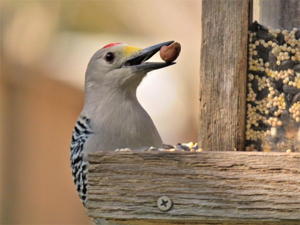 golden fronted woodpecker