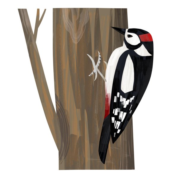 дятел для детей